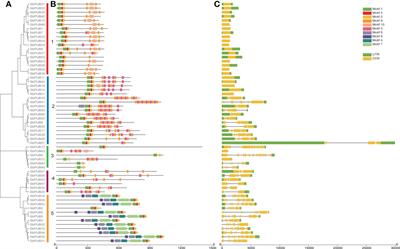 Frontiers | Genome-wide Identification And Expression Analysis Of The U ...